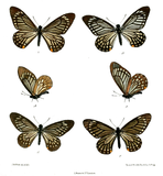 Papilio epycides (illustrations)