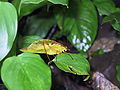 Pseudophyllinae, Costa Rica, (National parc Tapanti)