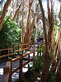 Wooden paths for tourists