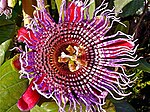 Passiflora Passiflora x decaisneana 2.JPG