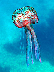 Parelkwal (Pelagia noctiluca)