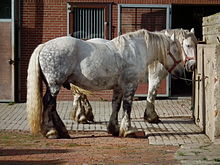 Chevaux de trait gris à l'attache tête au mur.