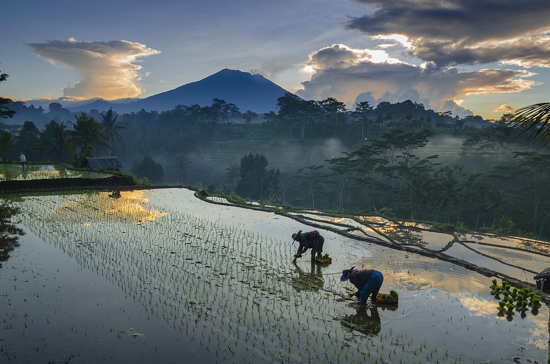 :File:Petani padi.jpg