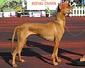 Pharaoh Hound in Tallinn 3.JPG