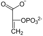 Phosphoenolpyruvat Fischer2.svg