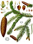 Picea abies — Ель обыкновенная
