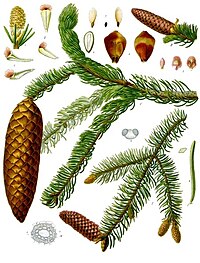 Picea abies, Illustration uut Koehler 1887