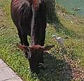 Animals at the lake