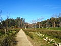 Pontevedra Line de Richard Long.