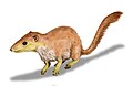 Purgatorius (Primate del Paleocene)