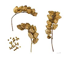 seeds of yellow rattle