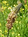 flor de la Plantago lanceolata