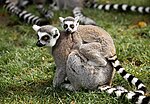 Lemur catta