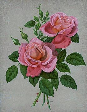 Image illustrative de l’article Maréchal Bugeaud (rose)