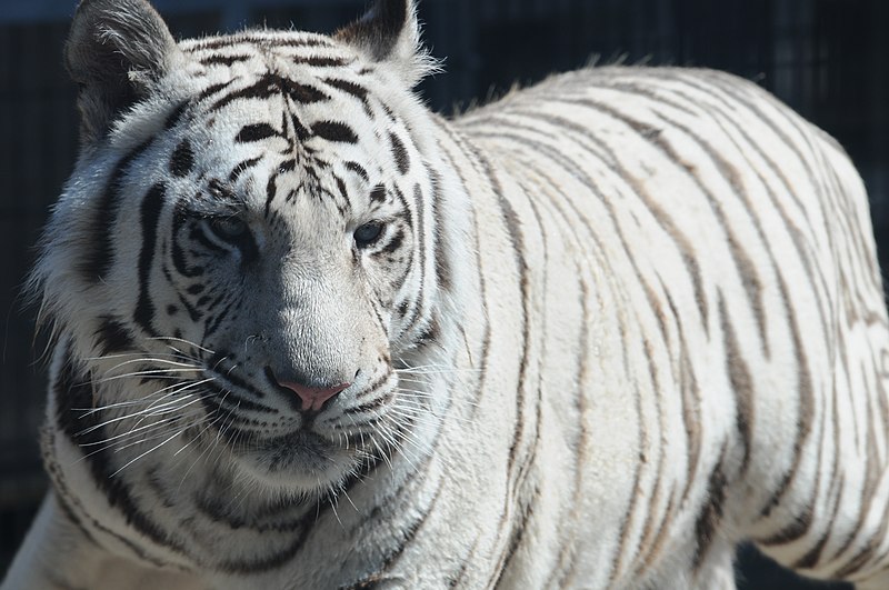 File:Royal White Bengal Tiger headshot at Cougar Mountain Zoological Park 2.jpg