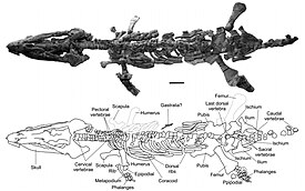 Голотип Sachicasaurus vitae