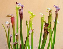 Sarracenia ne1.JPG