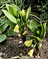 Same shoots, circa 2 weeks later, showing further development