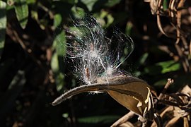 Butterfly milkweed