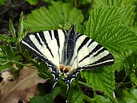 Segelfalter (Iphiclides_podalirius)