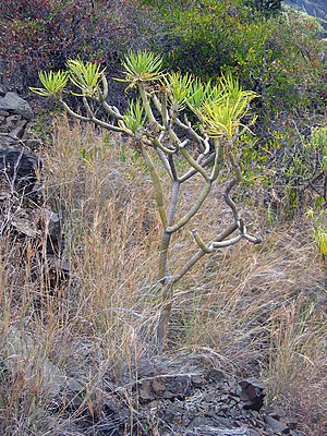 Aabenpualem (Kleinia neriifolia) üüb La Palma