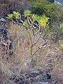 Senecio kleinia (Kleinia neriifolia)