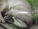 Smooth-coat-otter.JPG