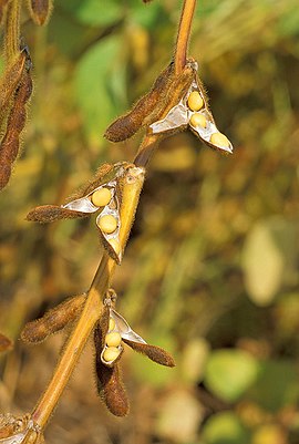 Soybean.USDA.jpg