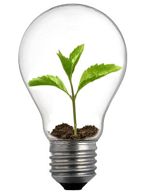 English: A sprout in a lightbulb.