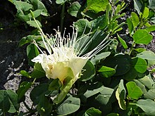 Capparis Sepiaria