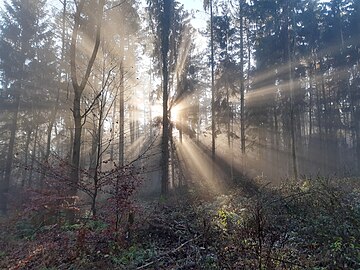 sunrays in foggy forest
