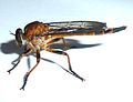 Asilomorpha/Asilidae (nzi mbuai Synolcus sp.)