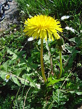 Taraxacum sect. Ruderalia (dandelion)