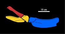 Diagramme reconstituant le bassin de Tatenectes, la partie en rouge étant l'Ilium, en jaune l'ischium (ou os coxal) et en bleu le pubis.