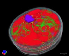 Файл: Трехмерное ультраструктурное исследование накопления нефти и астаксантина во время энцистментации в pone.0053618.s002.ogv