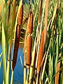 Raupō (bulrush),