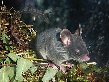 Souris naine de Chine (Typhlomys cinereus)