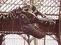 Tyrannosaurus rex skull