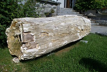 Tronc de bois pétrifié, devant le Musée Waldgeschichtlichen à Sankt Oswald-Riedlhütte (Bavière).