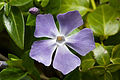 Pervenche (Vinca major) ; ici ou là. C'est une fleur qui trahirait l'emplacement d'anciennes zones cultivées.