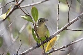 Mangrovevireo