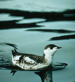 WO 2087 Marbled Murrelet.jpg