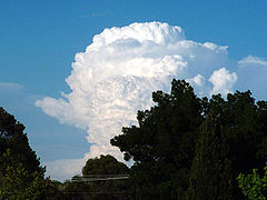 Cumulonimbus calvus.