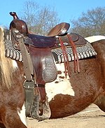 A western saddle. Note the lack of panels and addition of prominent pommels and cantle, the difference in stirrups, and the traditional horn. WesternSaddle2.jpg