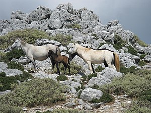 Equus ferus caballus