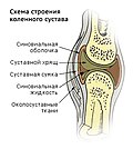 Миниатюра для Сустав