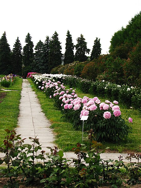 File:Сollection of peonies 01.jpg