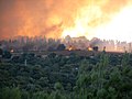 Miniatura para Incendio forestal en Israel de 2010