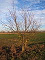 L'olmo comune (Ulmus minor), qui in abito invernale, è diffuso in tutta Italia, isole comprese, fino a 1000-1200 m