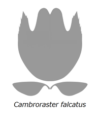 Cambroraster falcatus カンブロラスター・ファルカトゥス